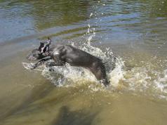 Covey loves the water!